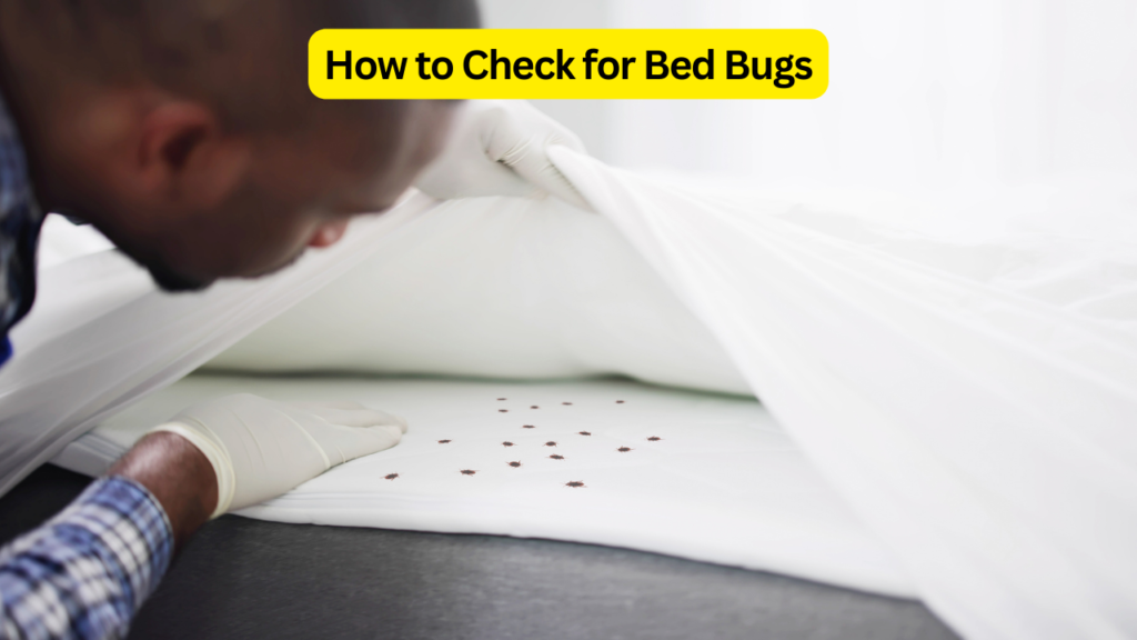 How to Check for Bed Bugs