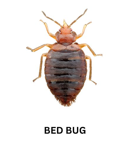 What Do Bed Bugs Look Like