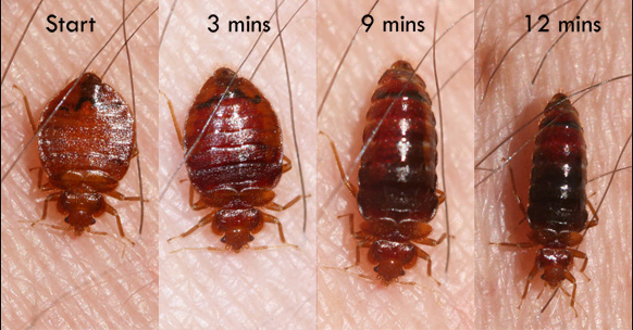 What Do Bed Bugs Look Like